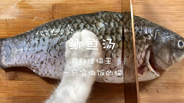 神厨猫猫给主人做鲫鱼汤...